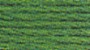 DMC Thread 699 - Deep grass green